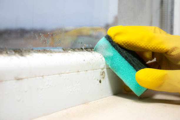 Best Attic Mold Removal  in Bal Harbour, FL