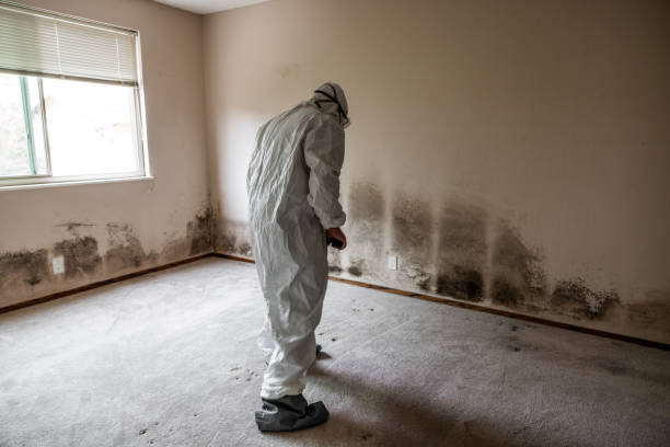 Attic Mold Removal in Bal Harbour, FL