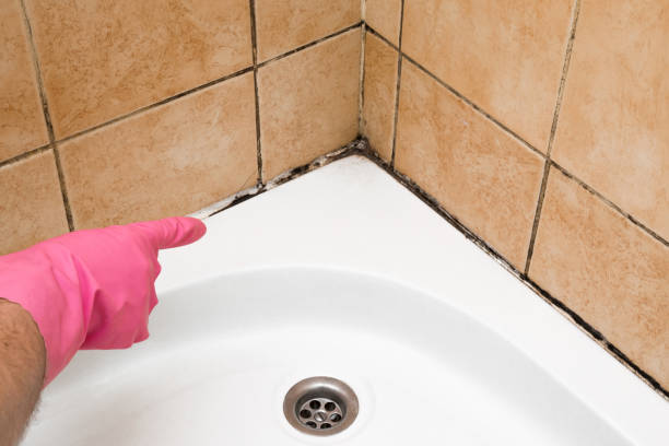 Certified Mold Removal in Bal Harbour, FL